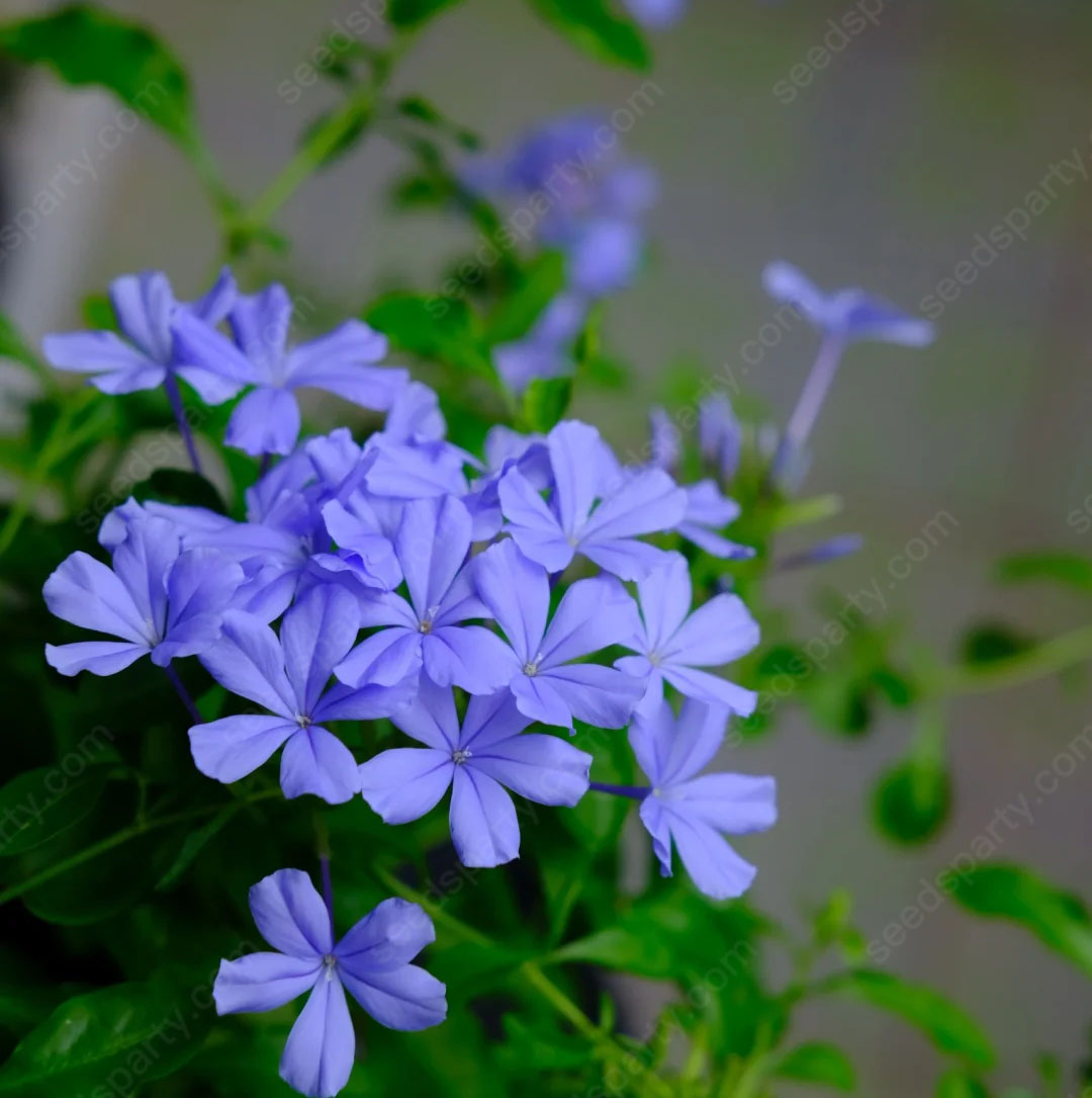 🚀Extremely discounts🌱Blue Plumbago Seeds Easy to Grow with an Extended Bloom Period