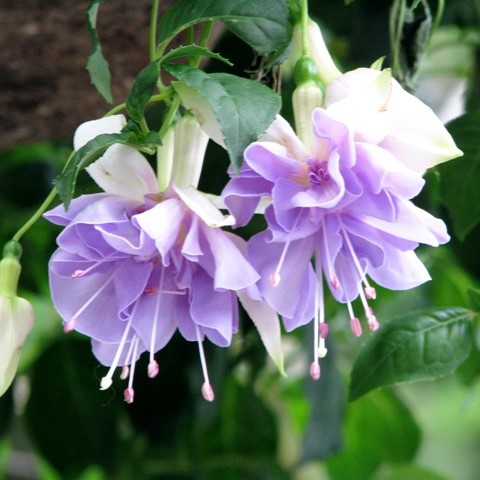 🧚‍♀️Fuchsia Flower Seeds-The fairy flower