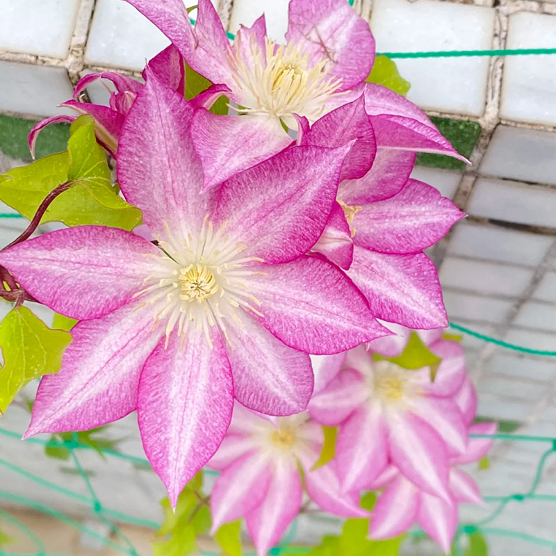 Mixed-Color Climbing Clematis Flower
