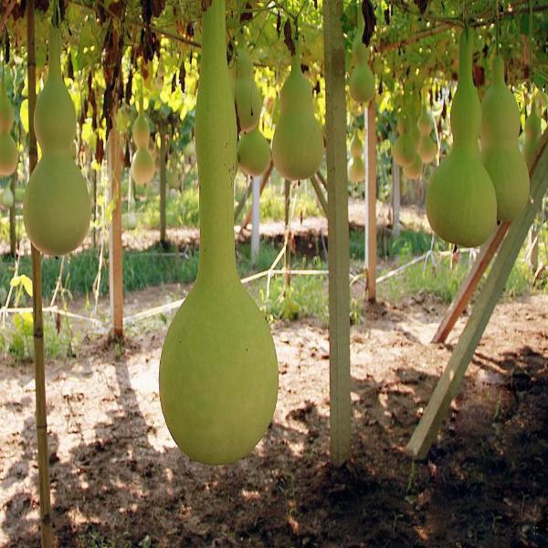 Dipper Gourd Seeds-chloriseeds