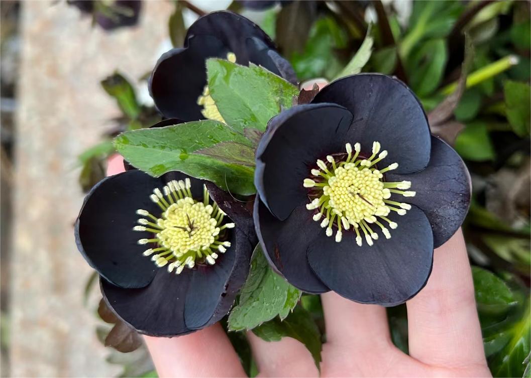 Christmas Rose-Black Hellebore