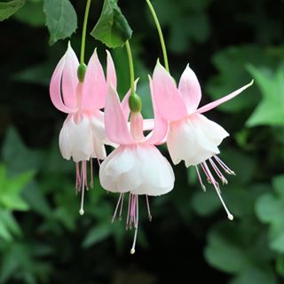 🧚‍♀️Fuchsia Flower Seeds-The fairy flower