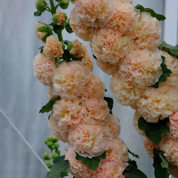 Alcea, Hollyhocks Peaches and Dreams-chloriseeds
