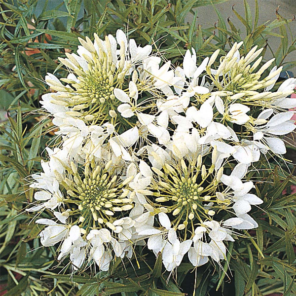 Giant White Queen Cleome Flower Seeds-chloriseeds