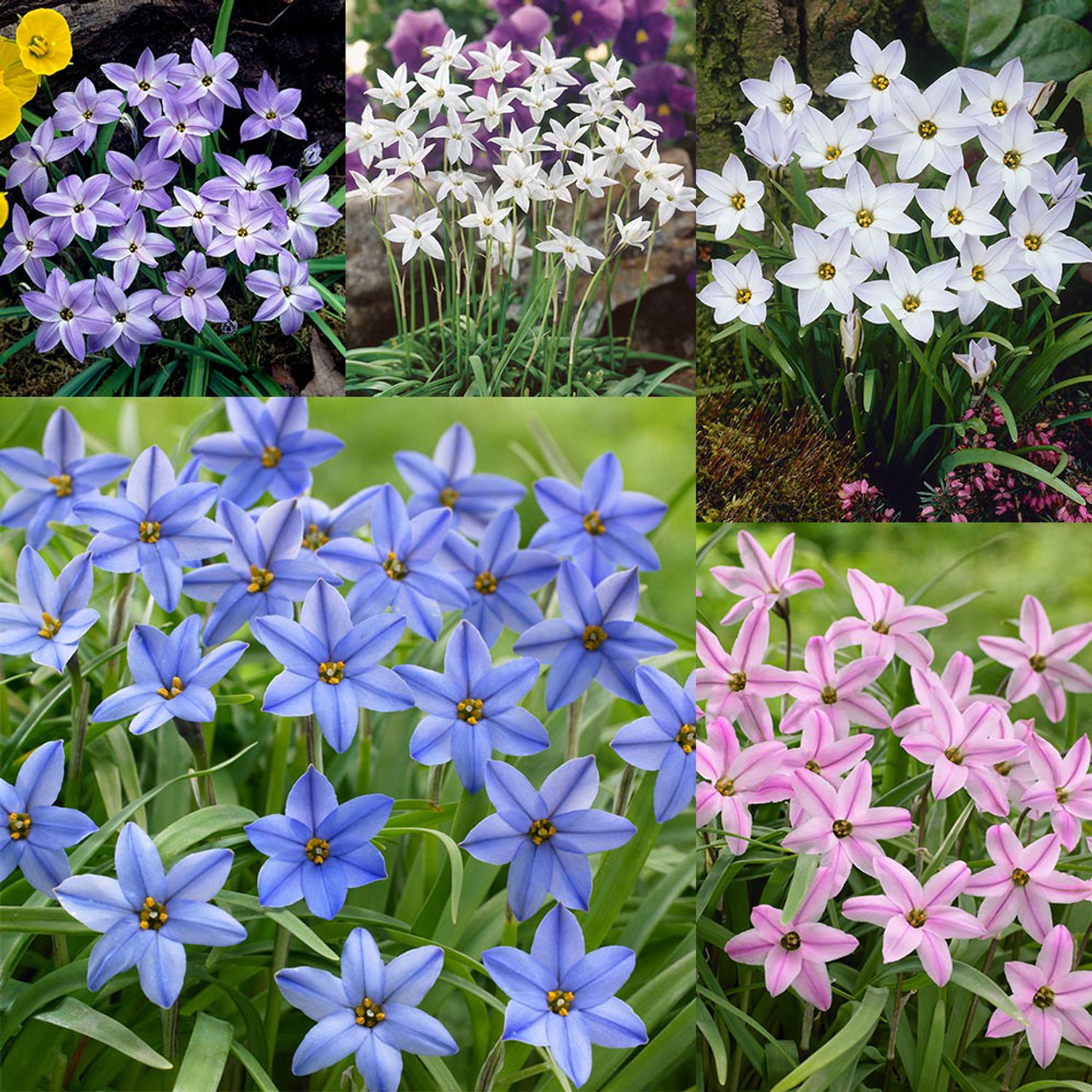 Ipheion uniflorum - Spring Starflower Seeds