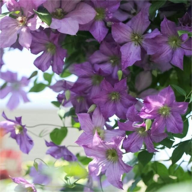 Climbing Clematis Seeds