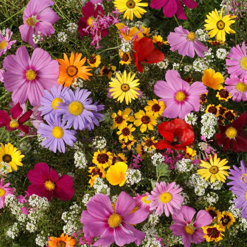 🎉Up to 70% off-🌼🌿Premium Flower Seeds Package