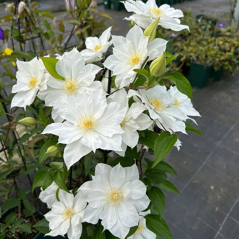 Mixed-Color Climbing Clematis Flower