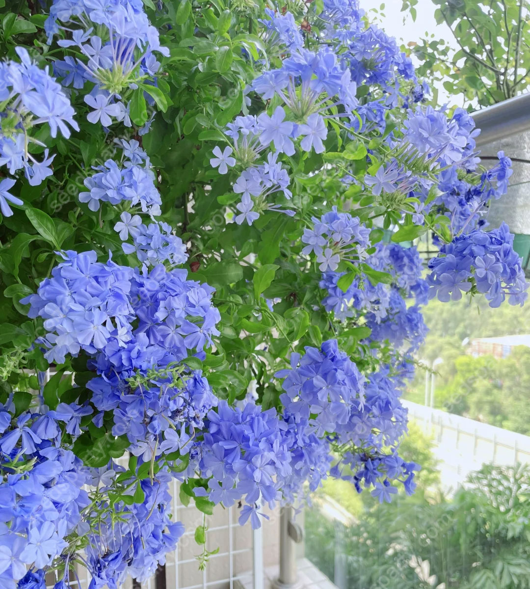 🚀Extremely discounts🌱Blue Plumbago Seeds Easy to Grow with an Extended Bloom Period