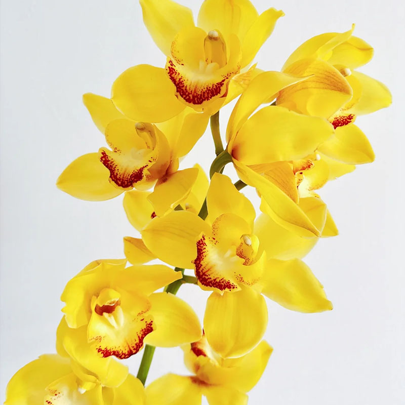 Cymbidium Orchid Seeds, Rare Cymbidium Seeds