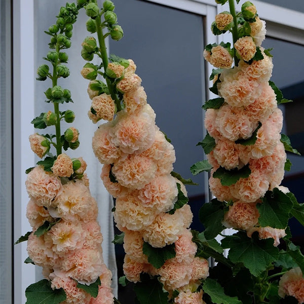 Alcea, Hollyhocks Peaches and Dreams-chloriseeds