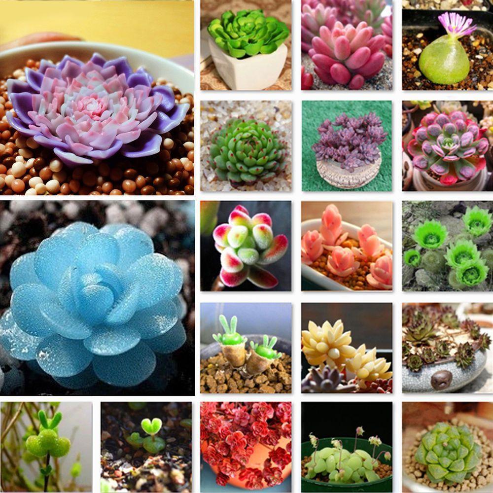 Succulent Plant Seeds