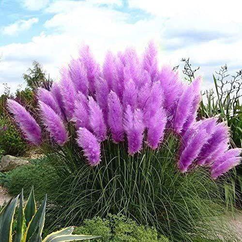 Pampas Grass Magic Garden Seeds-chloriseeds