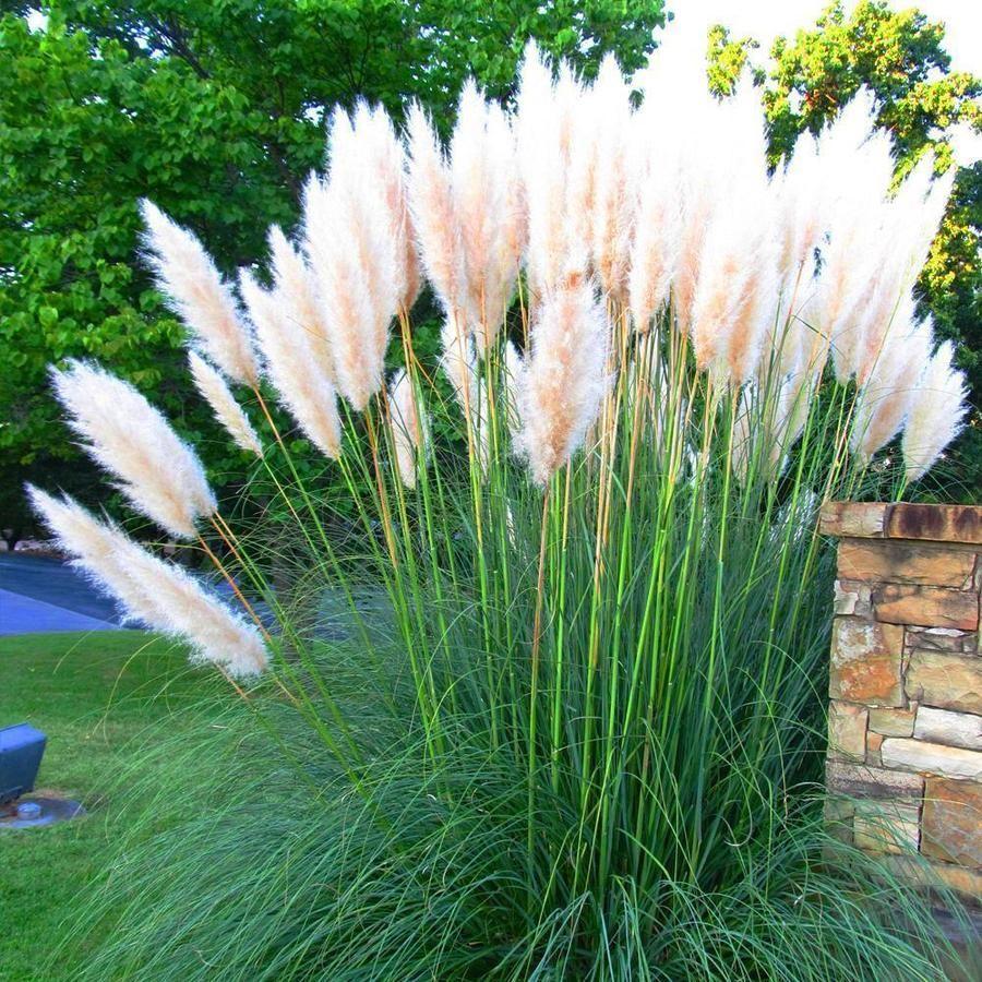 Pampas Grass Magic Garden Seeds-chloriseeds