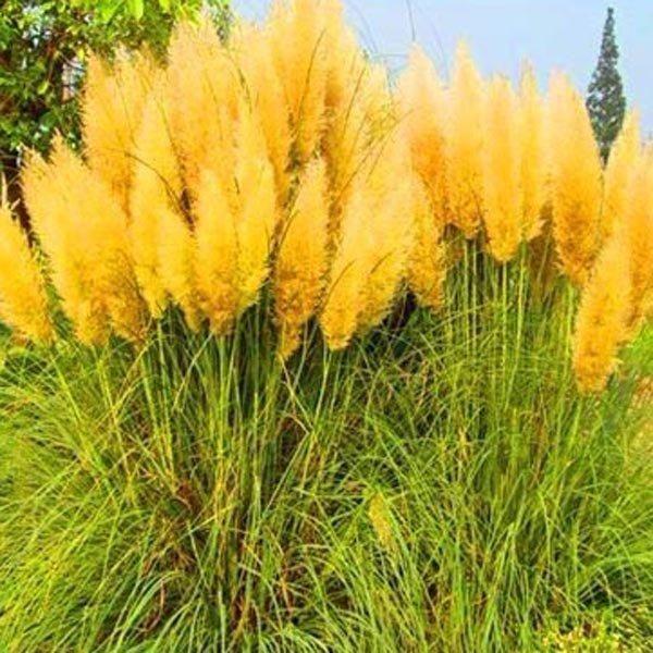 Pampas Grass Magic Garden Seeds-chloriseeds