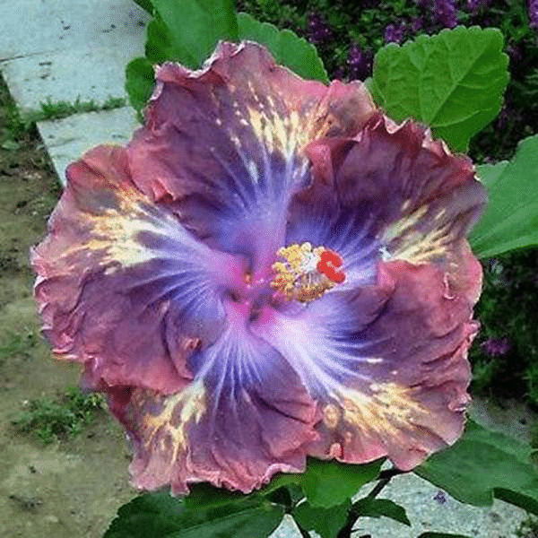Giant Ombre Hibiscus Exotic Coral Flowers Seeds-chloriseeds