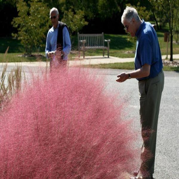 Beautiful Muhlenbergia Capillaris Sea-chloriseeds