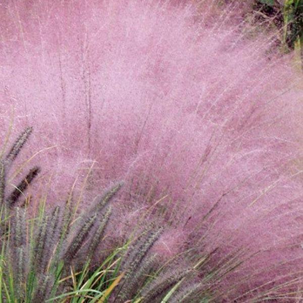 Beautiful Muhlenbergia Capillaris Sea-chloriseeds