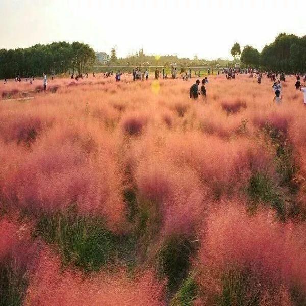 Beautiful Muhlenbergia Capillaris Sea-chloriseeds