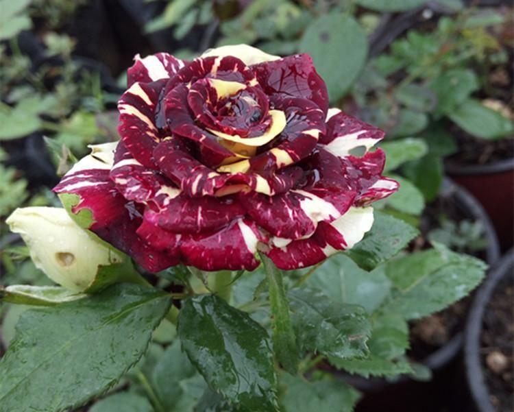 20 Pcs/bag Meteor shower rose-chloriseeds