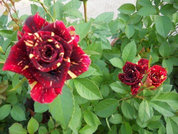 20 Pcs/bag Meteor shower rose-chloriseeds