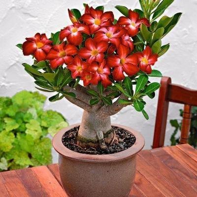 Rainbow Desert Rose Seeds