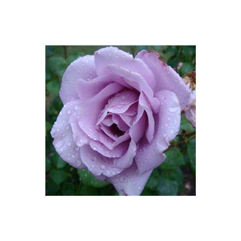 50pcs/Bag Climbing Rose Seeds