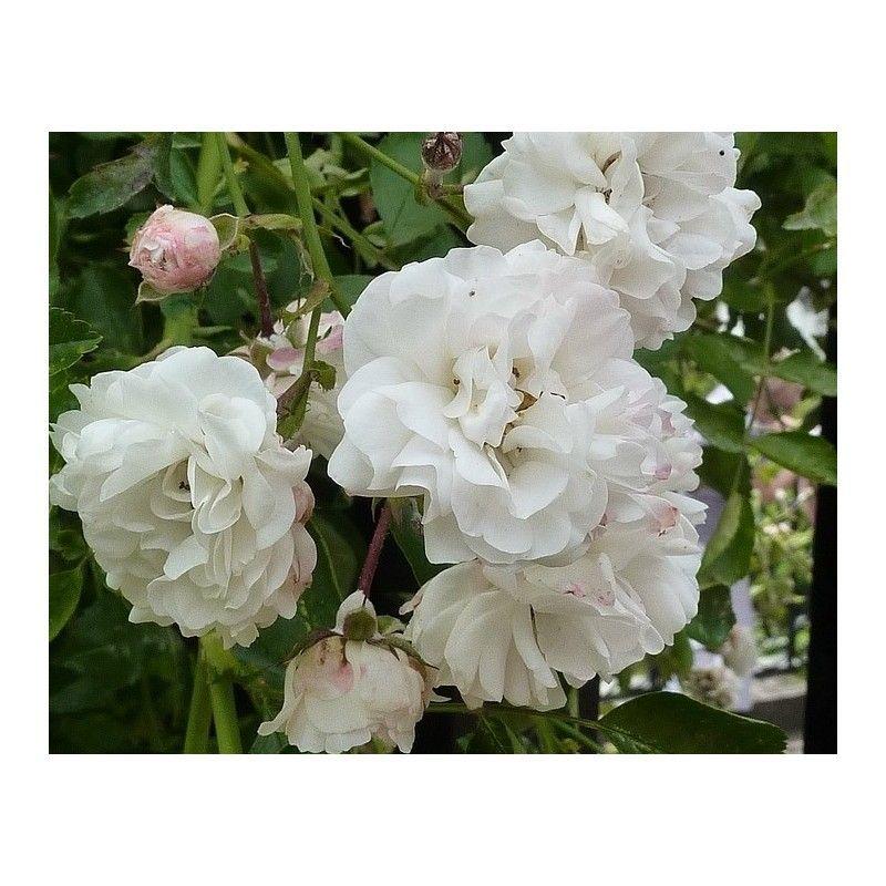 50pcs/Bag Climbing Rose Seeds