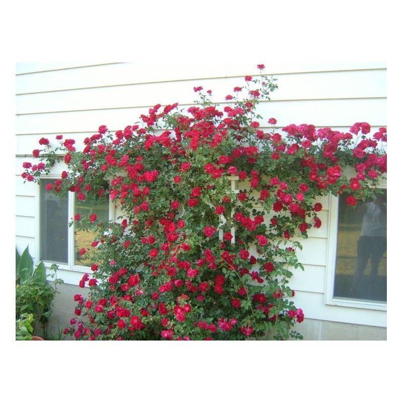 50pcs/Bag Climbing Rose Seeds