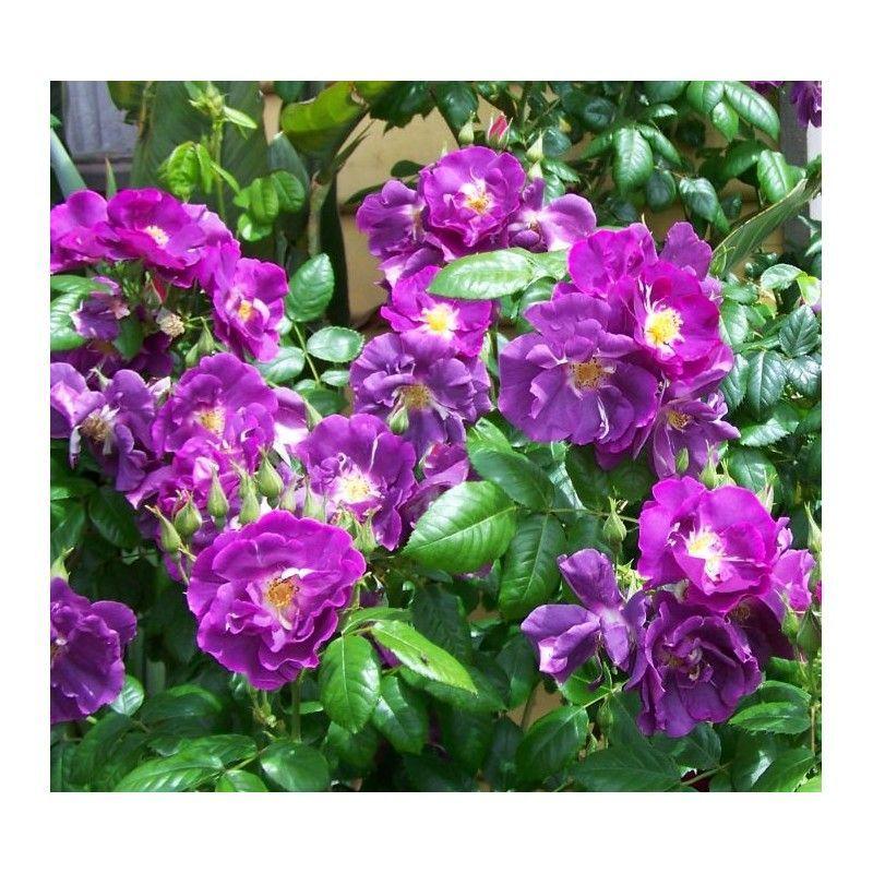 50pcs/Bag Climbing Rose Seeds