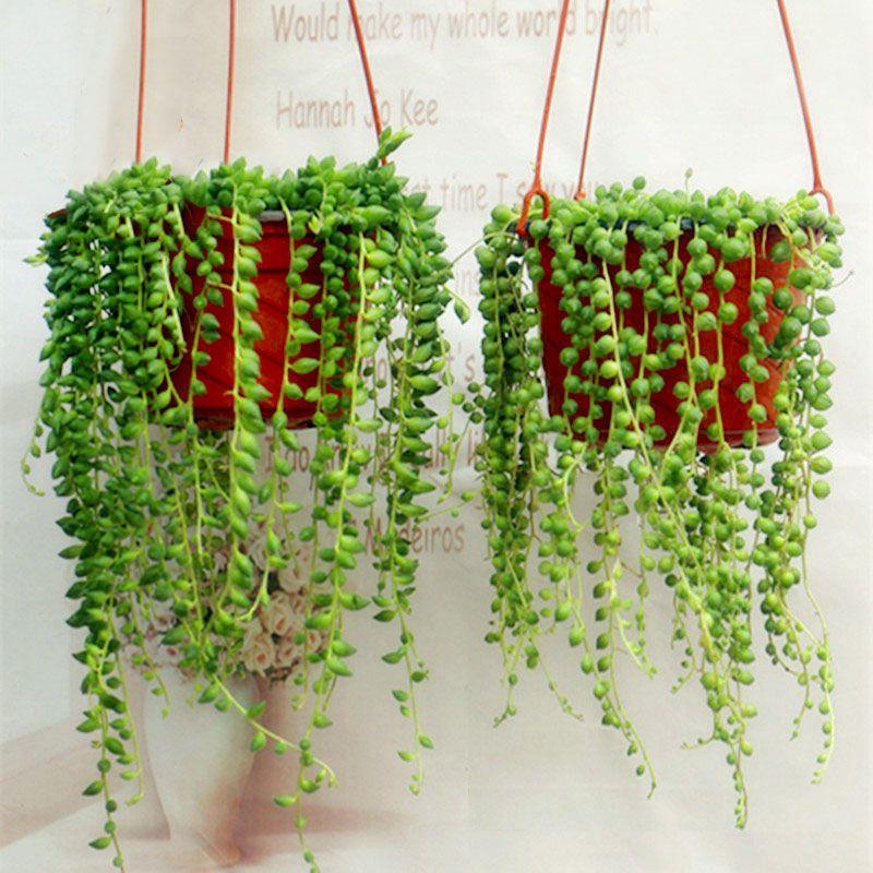 Pearl Chlorophytum Seeds-chloriseeds