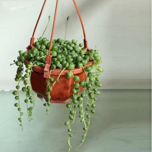 Pearl Chlorophytum Seeds-chloriseeds