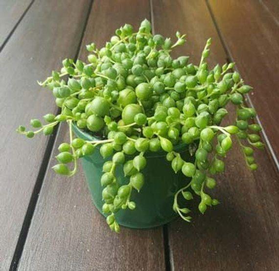 Pearl Chlorophytum Seeds-chloriseeds