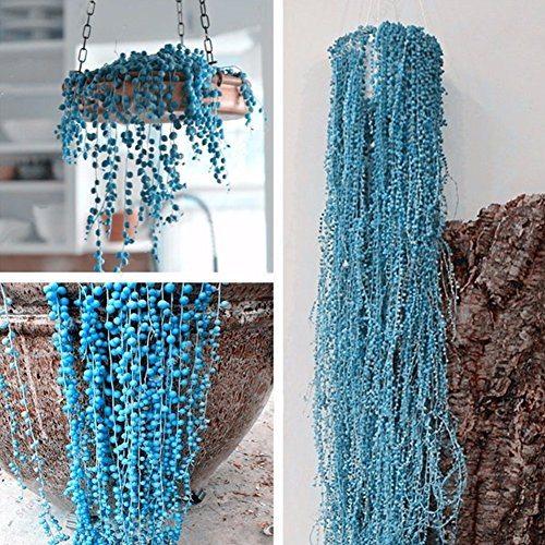 BLUE PEARL CHLOROPHYTUM SEEDS-chloriseeds