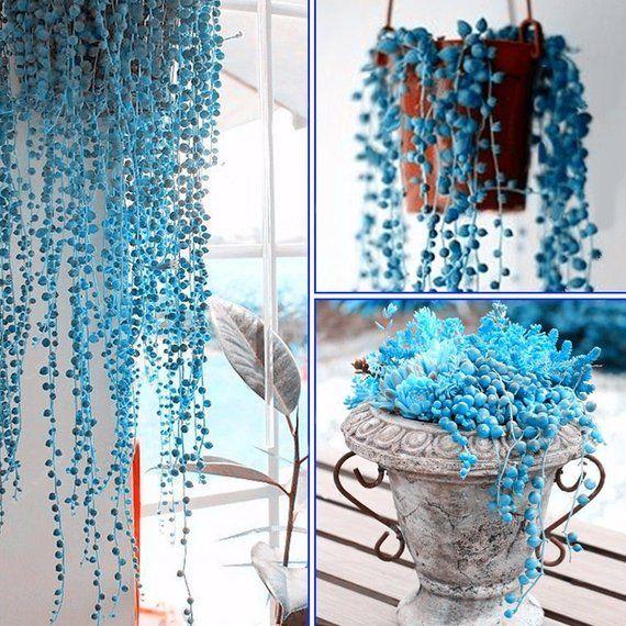 BLUE PEARL CHLOROPHYTUM SEEDS-chloriseeds