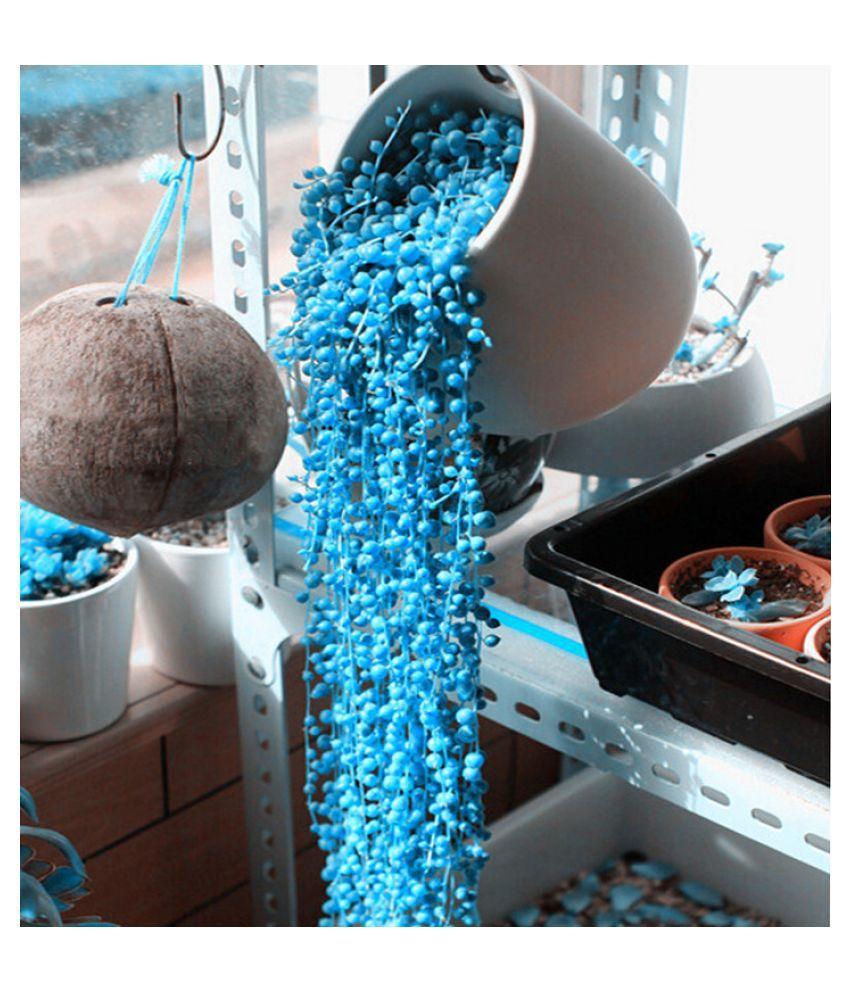 BLUE PEARL CHLOROPHYTUM SEEDS-chloriseeds