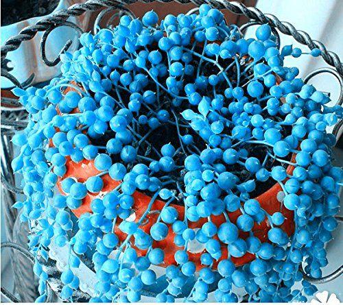 BLUE PEARL CHLOROPHYTUM SEEDS-chloriseeds