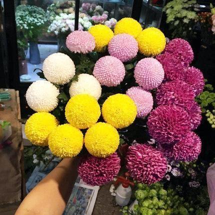 20 colorful ping pong chrysanthemum seeds-chloriseeds