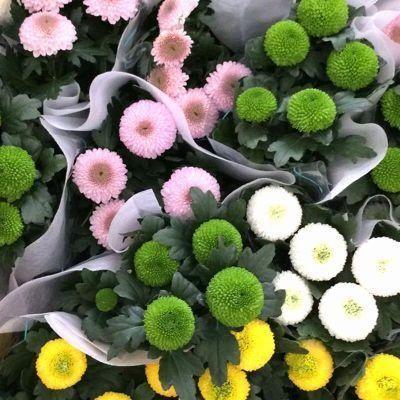20 colorful ping pong chrysanthemum seeds-chloriseeds