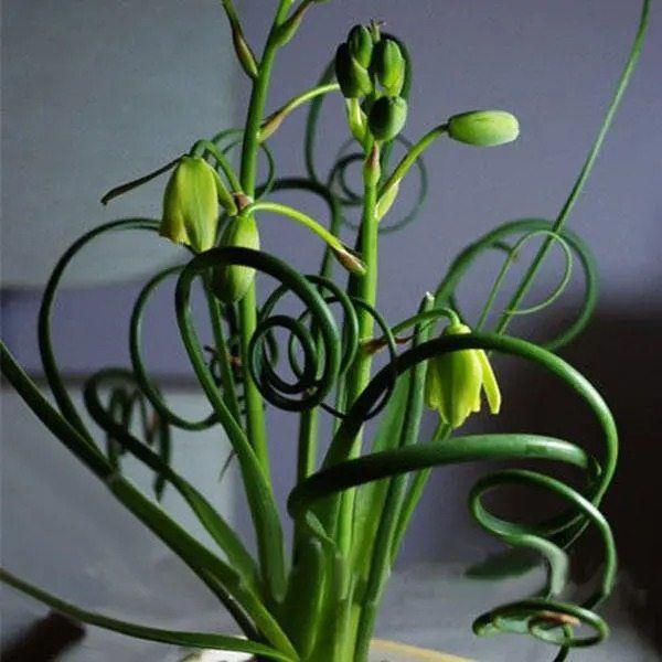Egrow 100Pcs/Bag Sprial Grass Seeds Green Succulents Plants Garden DIY Bonsai Potted Flower Seed-chloriseeds