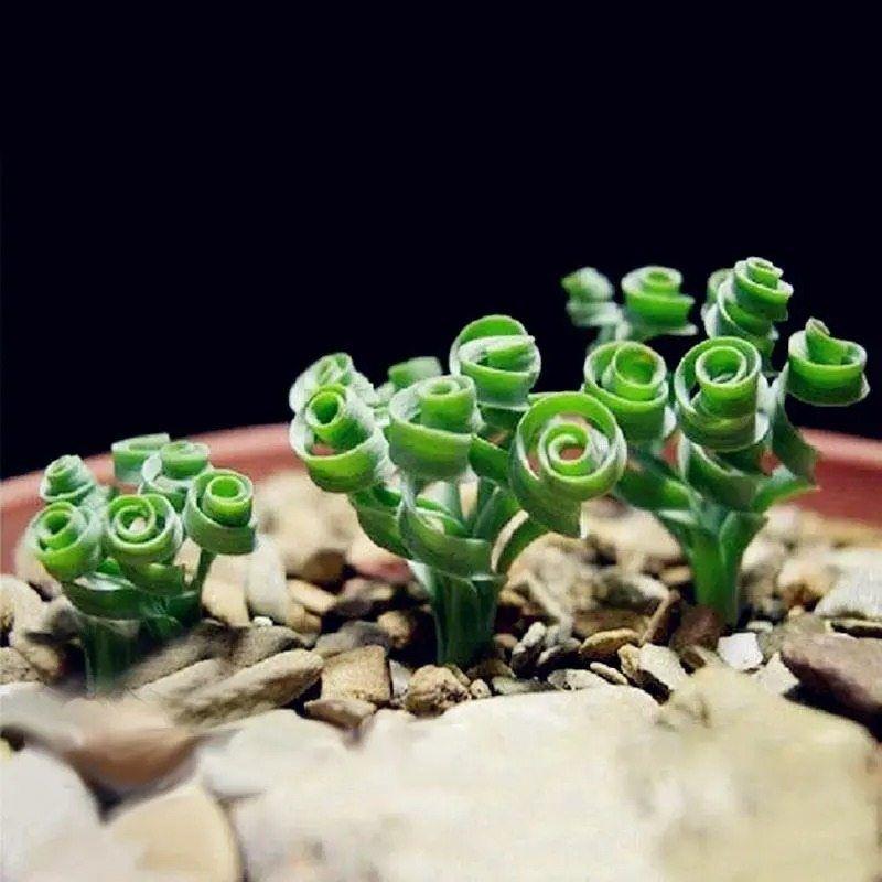 Egrow 100Pcs/Bag Sprial Grass Seeds Green Succulents Plants Garden DIY Bonsai Potted Flower Seed-chloriseeds