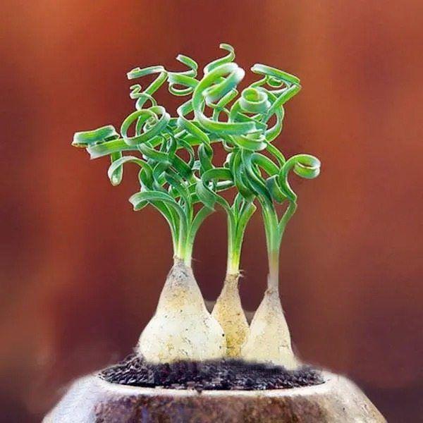 Egrow 100Pcs/Bag Sprial Grass Seeds Green Succulents Plants Garden DIY Bonsai Potted Flower Seed-chloriseeds