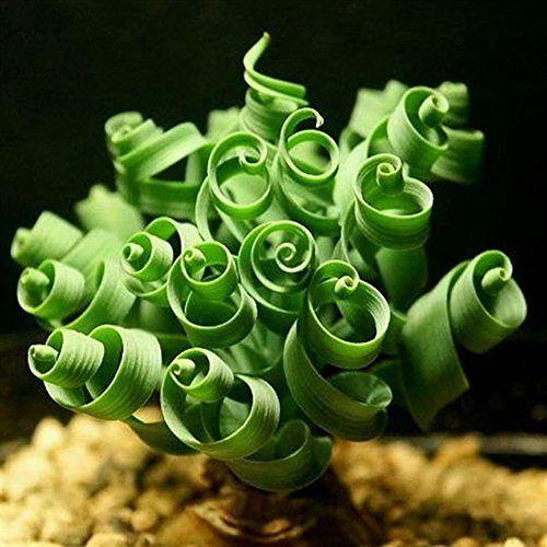 Egrow 100Pcs/Bag Sprial Grass Seeds Green Succulents Plants Garden DIY Bonsai Potted Flower Seed-chloriseeds