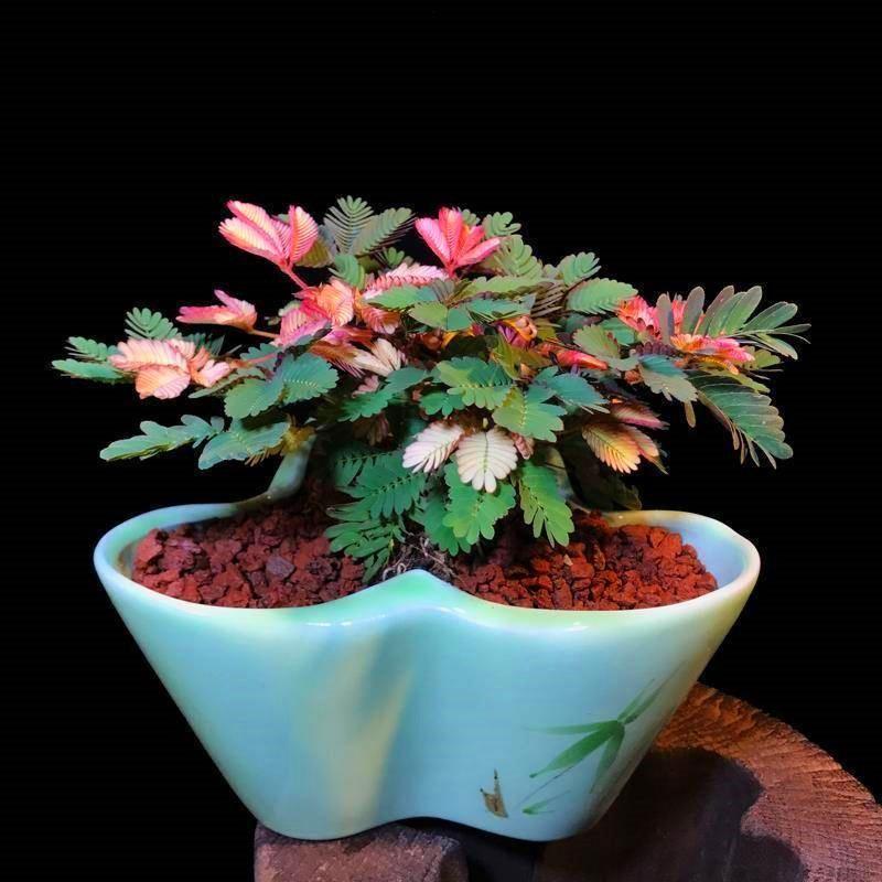 COLORFUL MIMOSA SEEDS-chloriseeds