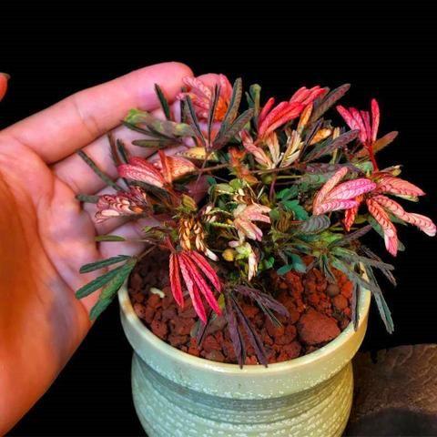 COLORFUL MIMOSA SEEDS-chloriseeds