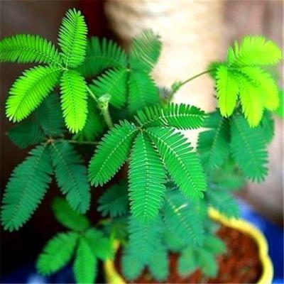 COLORFUL MIMOSA SEEDS-chloriseeds