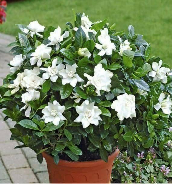 Cape Jasmine Seeds-chloriseeds