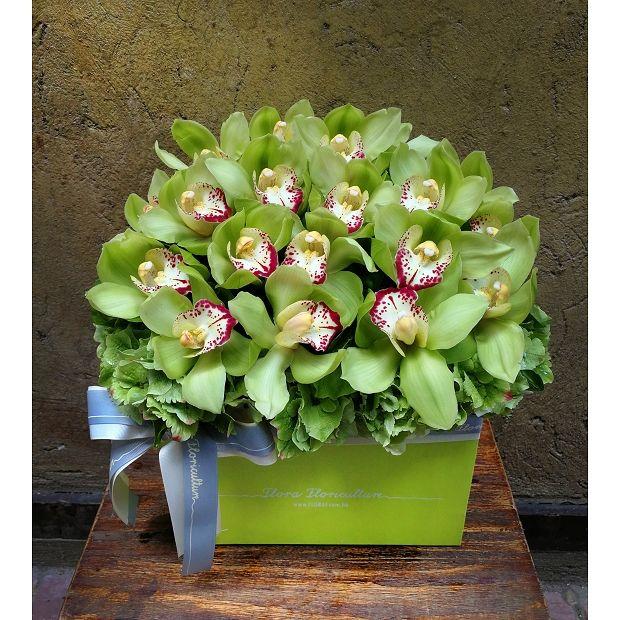 Cymbidium Orchid Seeds-Light Green-chloriseeds