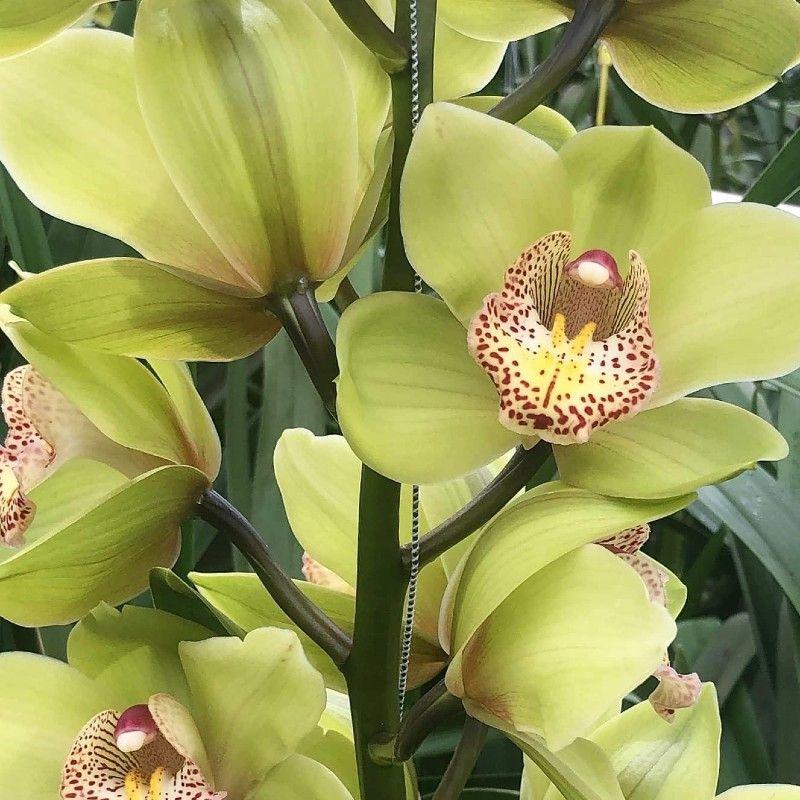 Cymbidium Orchid Seeds-Light Green-chloriseeds