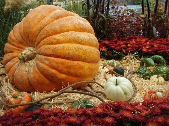Pumpkin Big Moose-chloriseeds